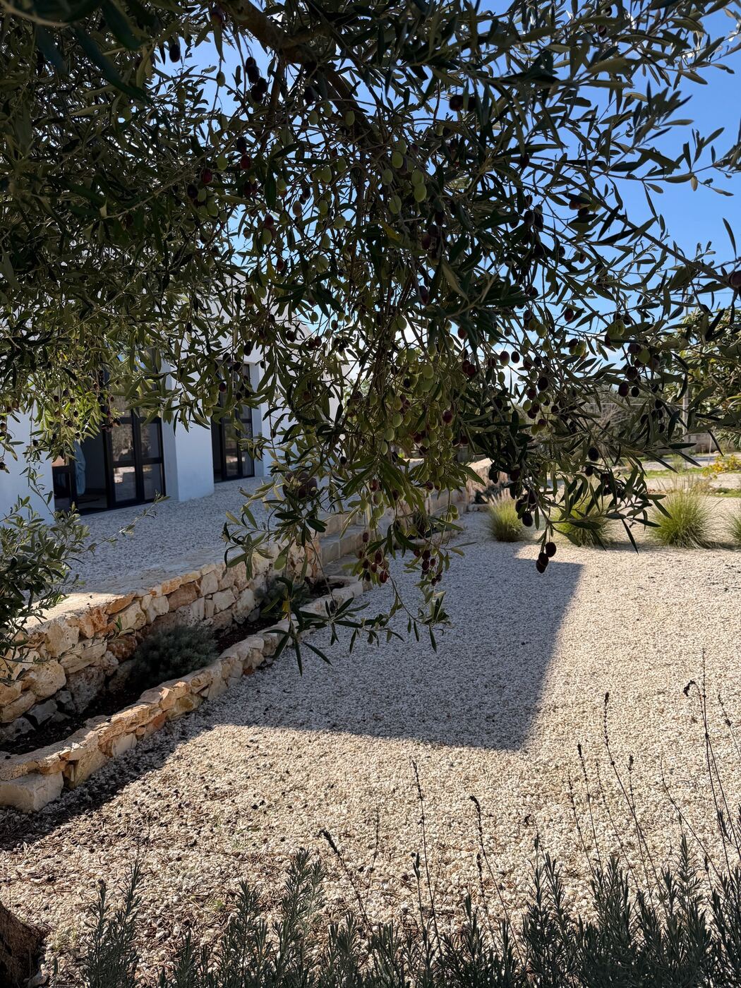 Olive tree over the farmhouse patio, Ostuni, Puglia