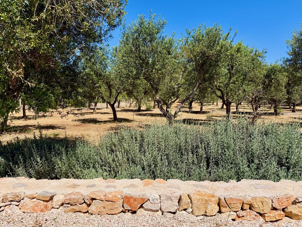 Olive grove in the Puglia countryside